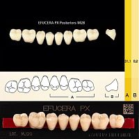 Зубы EFUCERA PX Posteriors, цвет C1, фасон 28, композитные трехслойные боковые нижние, 8 штук на планке.