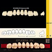 Зубы EFUCERA PX Posteriors, цвет B3, фасон 36, композитные трехслойные боковые верхние, 8 штук на планке.