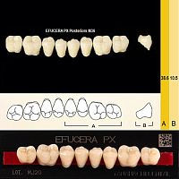 Зубы EFUCERA PX Posteriors, цвет B2, фасон 36, композитные трехслойные боковые нижние, 8 штук на планке.