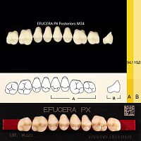 Зубы EFUCERA PX Posteriors, цвет B1, фасон 34, композитные трехслойные боковые верхние, 8 штук на планке.