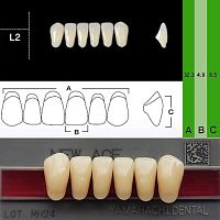 Зубы NEW ACE Anterior, цвет A4, фасон L2 акриловые двухслойные, 6 шт.