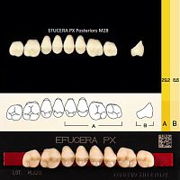 Зубы EFUCERA PX Posteriors, цвет B3, фасон 28, композитные трехслойные боковые верхние, 8 штук на планке.