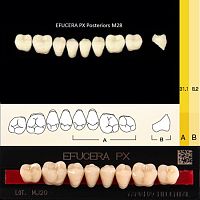 Зубы EFUCERA PX Posteriors, цвет A1, фасон 28, композитные трехслойные боковые нижние, 8 штук на планке.