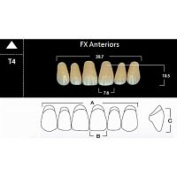 FX Anteriors - Зубы акриловые двухслойные, фронтальные верхние, цвет C3, фасон Т4, 6 шт
