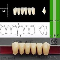 Зубы NEW ACE Anterior, цвет C2, фасон L5 акриловые двухслойные, 6 шт.