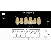 FX Anteriors - Зубы акриловые двухслойные, фронтальные верхние, цвет C2, фасон S4, 6 шт