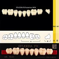 Зубы EFUCERA PX Posteriors, цвет A1, фасон 34, композитные трехслойные боковые нижние, 8 штук на планке.